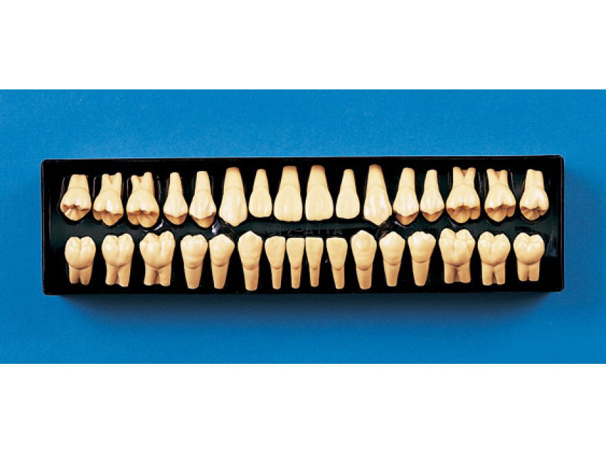 2 zvten model zubu C12-AT.1A (sada 32 zub)