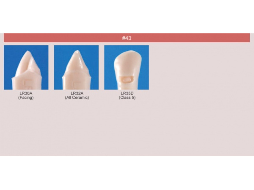Model zubu pro ppravu pile mstku a itn zubu ped vpln (zub . 43)