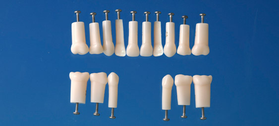 Model mlnho zubu s jednoduchm koenem (zub . 63)