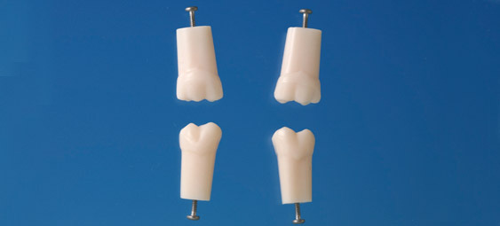 Model stlho zubu s jednoduchm koenem (zub . 16)