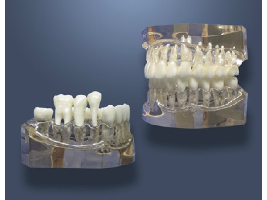MDO-63 - Zvten model pro zubn hygienu