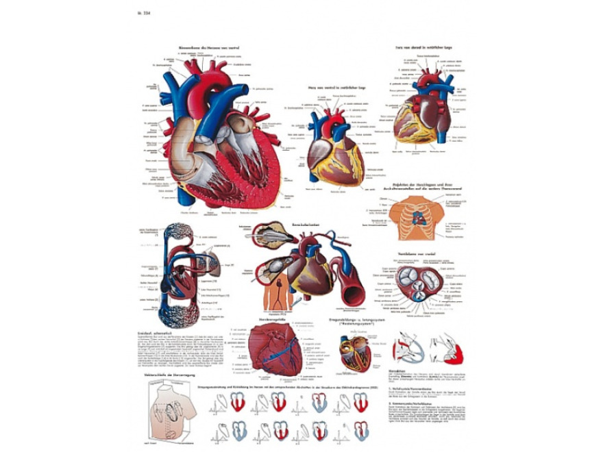 VR1334UU - Lidsk srdce