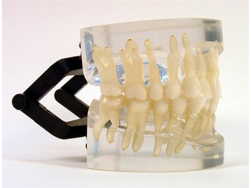 MDO-12 - Ortodoncie - normln zuby