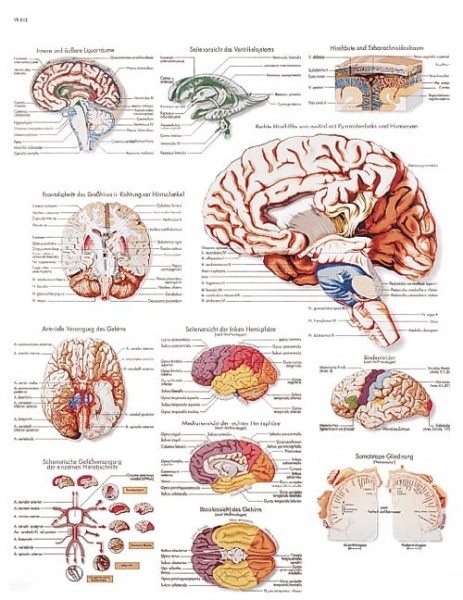VR1615L - Lidsk mozek