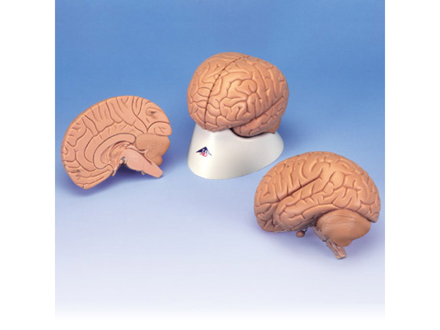 C15/1 - Úvodní model mozku, 2 části