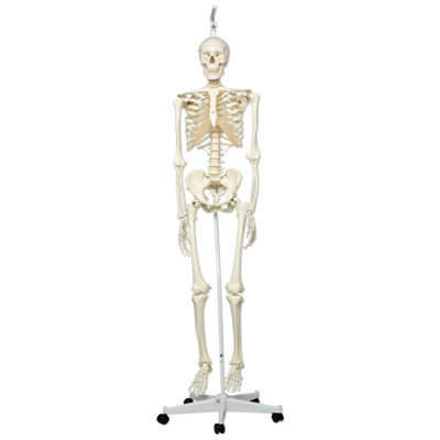 A10/1 - Model lidsk kostry Stan  na zvsnm stojanu s koleky