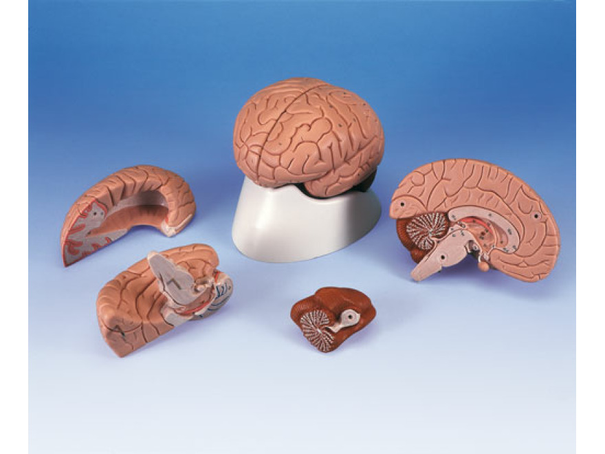 C16 - Model mozku