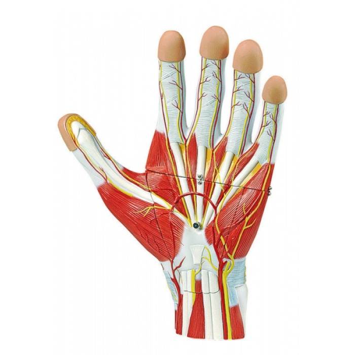 6000.37 - Anatomie ruky