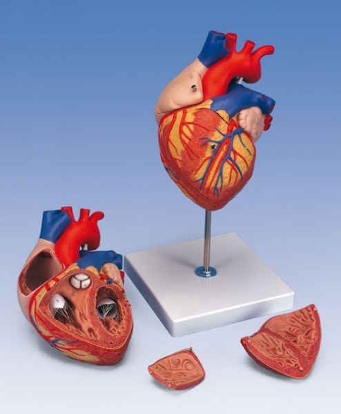 G12 - Model srdce