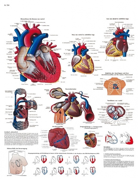VR1334L - Lidsk srdce