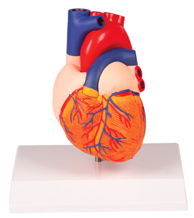 G310 - Model srdce v životní velikosti, 2 části